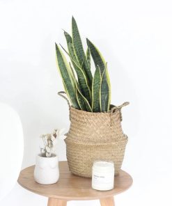 Woven Seagrass Belly Basket 8.5"