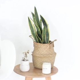 Woven Seagrass Belly Basket 8.5"