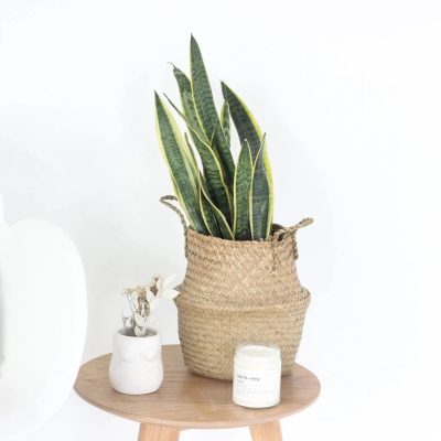 Woven Seagrass Belly Basket 8.5"