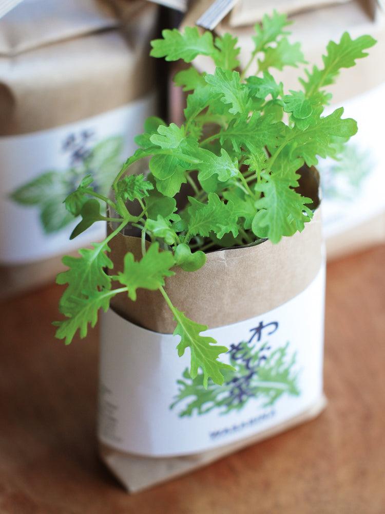 Cultivate & Eat Planting Set - Shiso Japanese Basil - Image 3