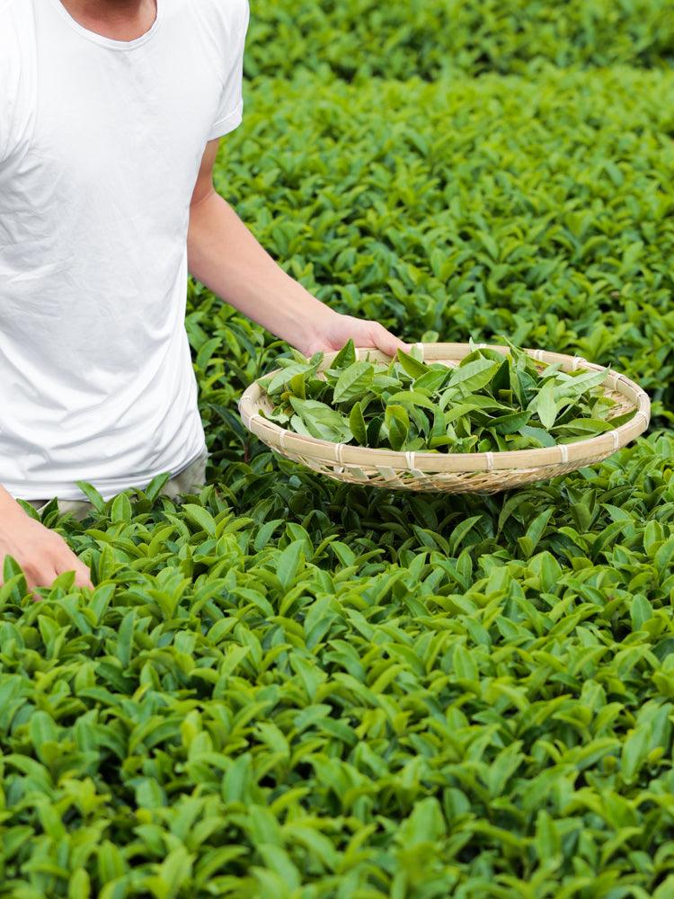Morihata Organic Kanayamidori Loose Leaf Green Tea - Image 5