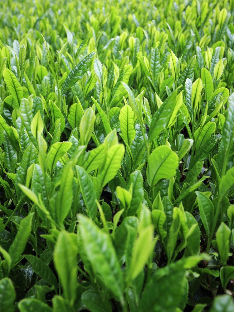 Morihata Organic Meigetsu Green Tea Bags - Image 4