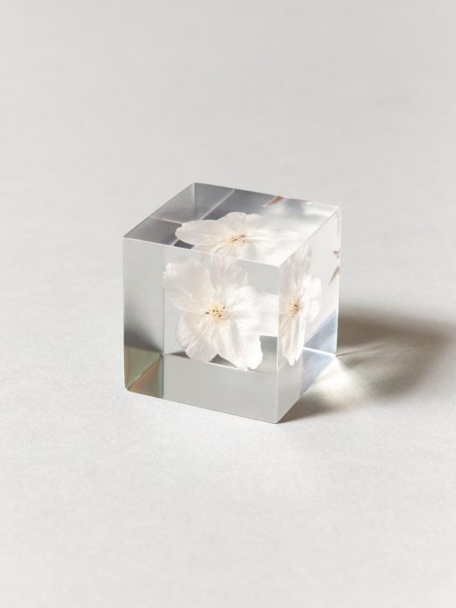 Sola Cube - Cherry Blossom (Sakura)