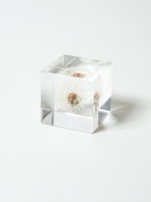 Sola Cube - Dandelion Fluff (Tampopo)