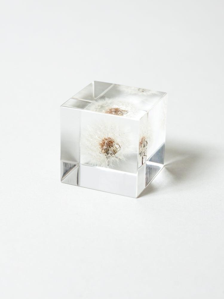 Sola Cube - Dandelion Fluff (Tampopo)