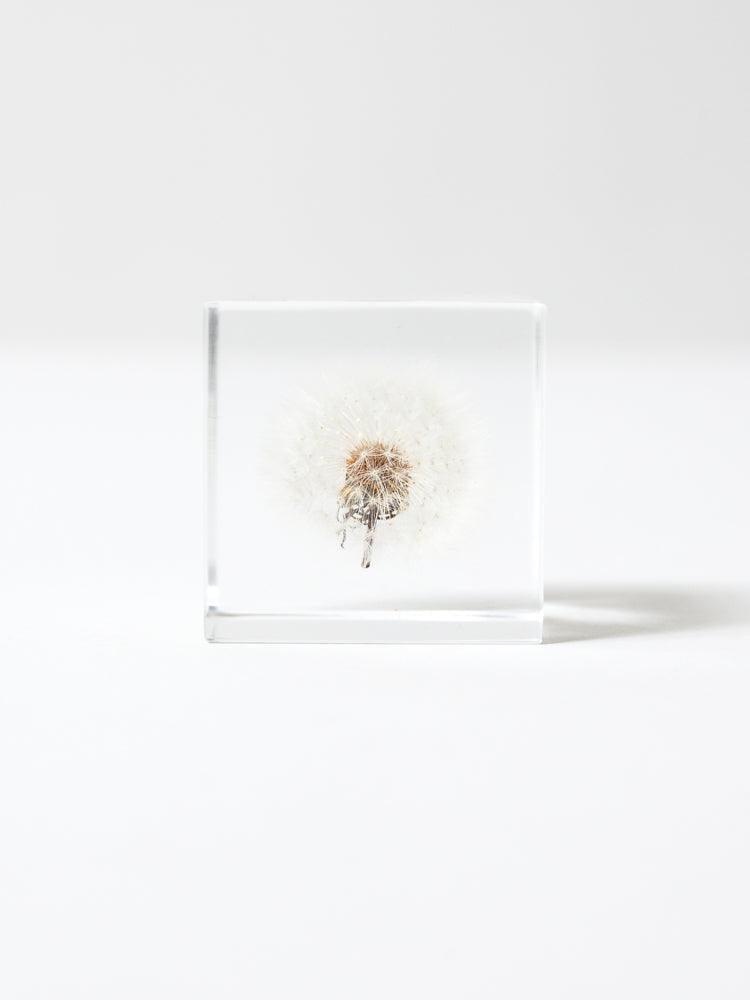Sola Cube - Dandelion Fluff (Tampopo) - Image 2