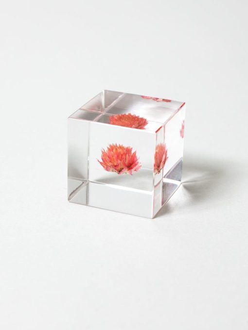 Sola Cube - Globe Amaranth (Sennichiko)