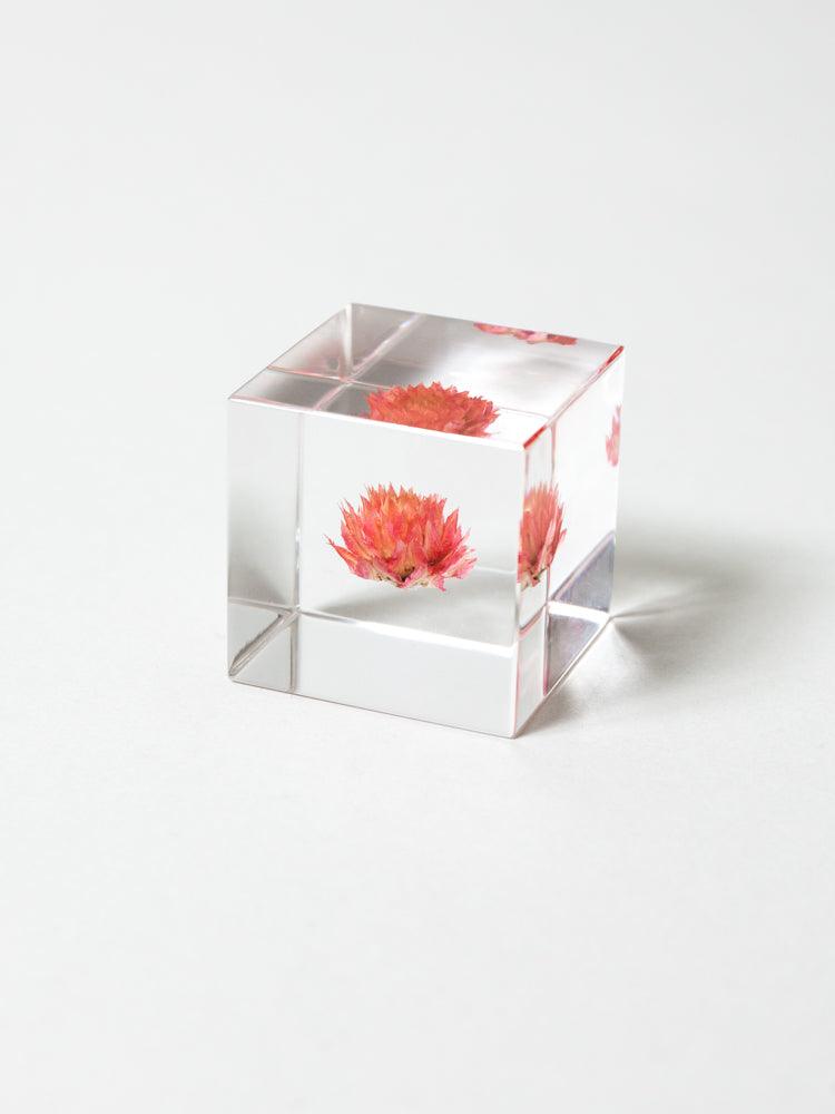Sola Cube - Globe Amaranth (Sennichiko)