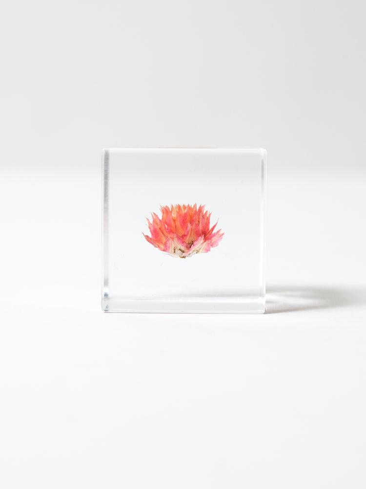Sola Cube - Globe Amaranth (Sennichiko) - Image 2