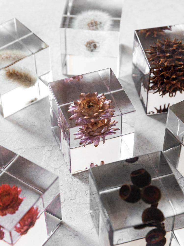 Sola Cube - Globe Amaranth (Sennichiko) - Image 3