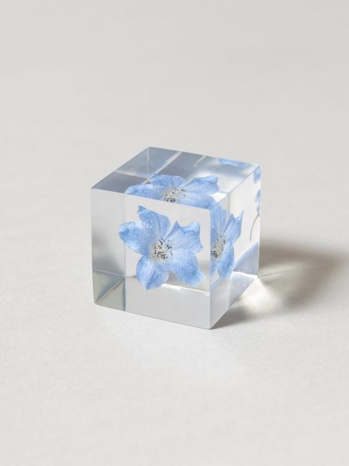 Sola Cube - Siberian Larkspur (Derufiniumu)