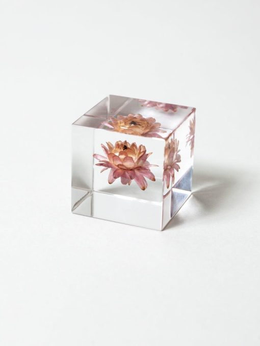 Sola Cube - Strawflower (Kaigaraso)